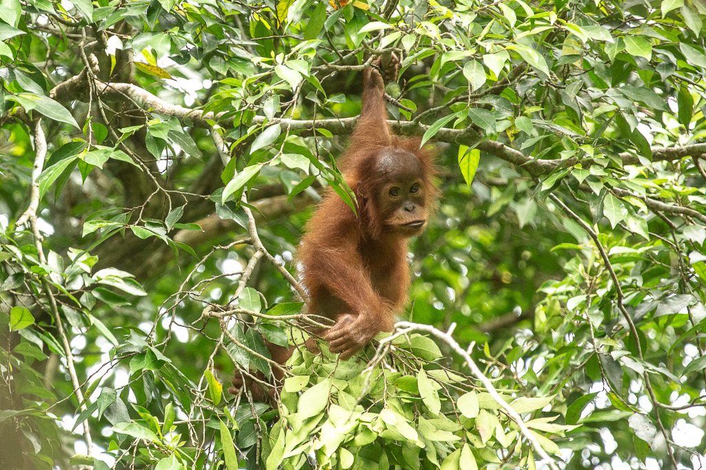 orangutans covid