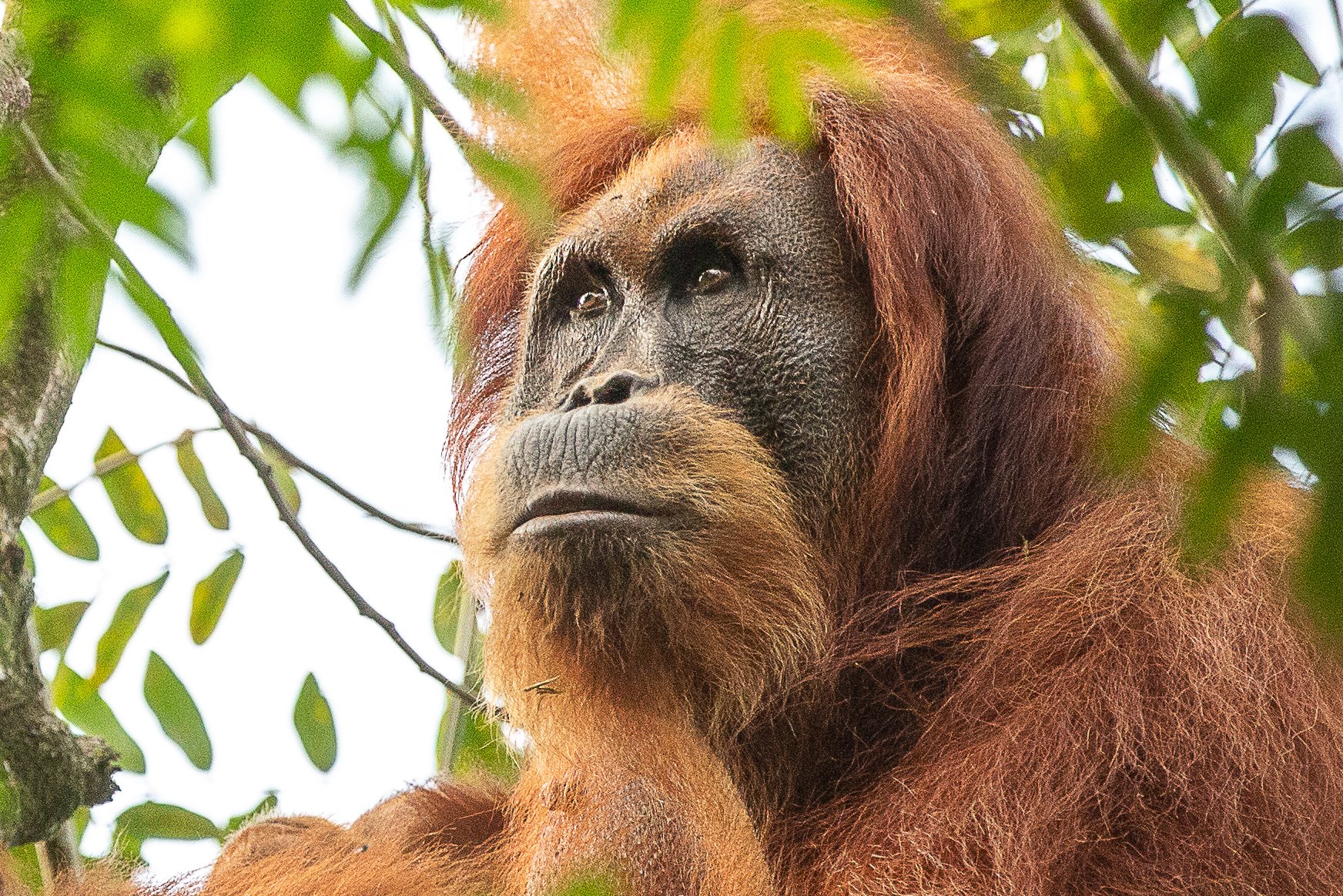 protecting orangutans from covid