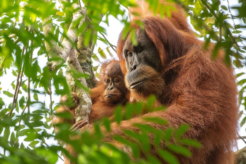 Orangutan at the Sumatra Rainforest Eco Retreat
