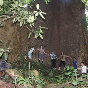Largest Tree in North Sumatra