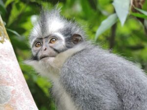 Thomas leaf monkey in the Sumatran Jungle