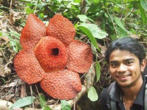 Rafflesia flower North Sumatra jungle